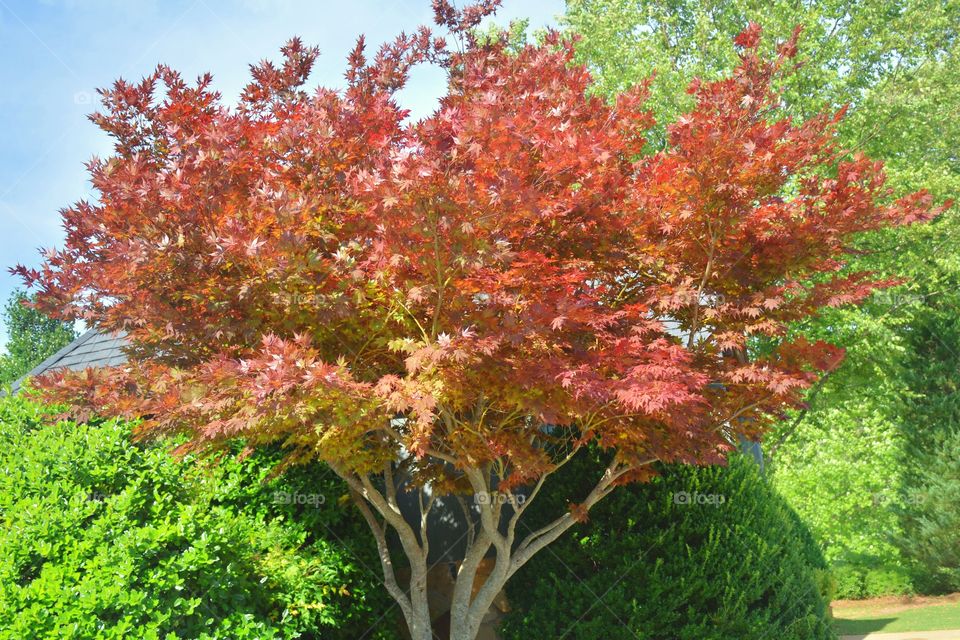 Red Maple 2