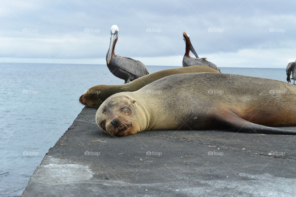 Sea lions and pelicans 