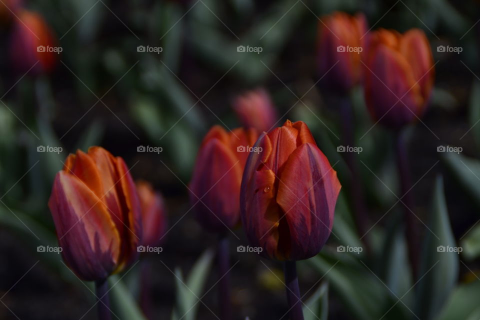 tulip