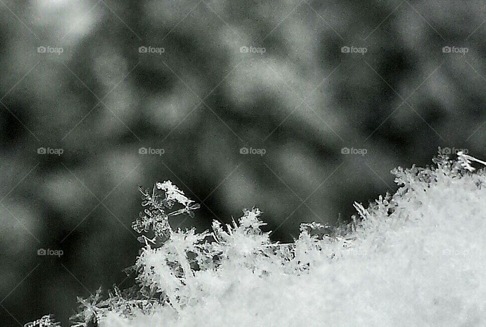 snowflakes. winter