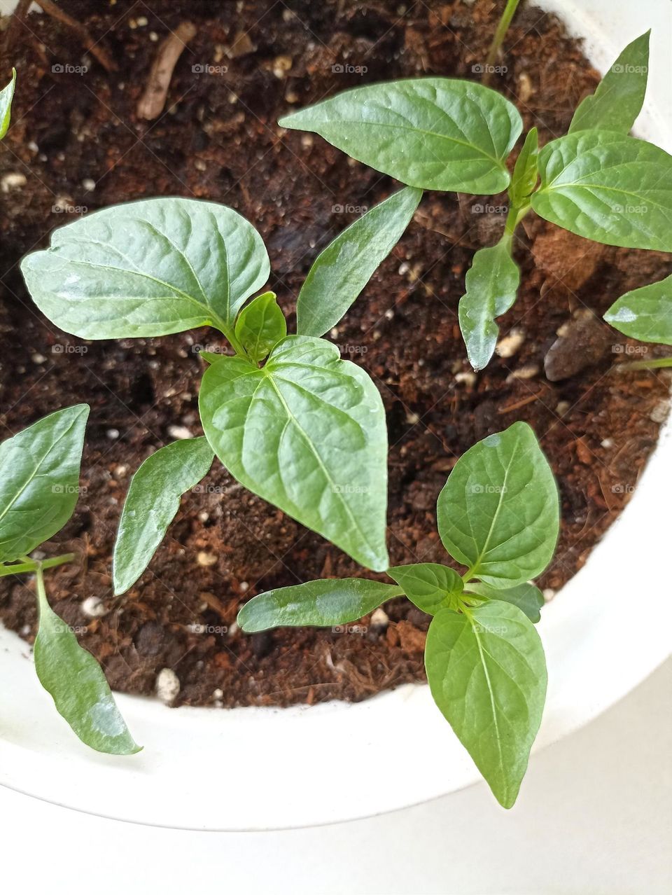 green leaves young 🌱 sprouts in pot spring time