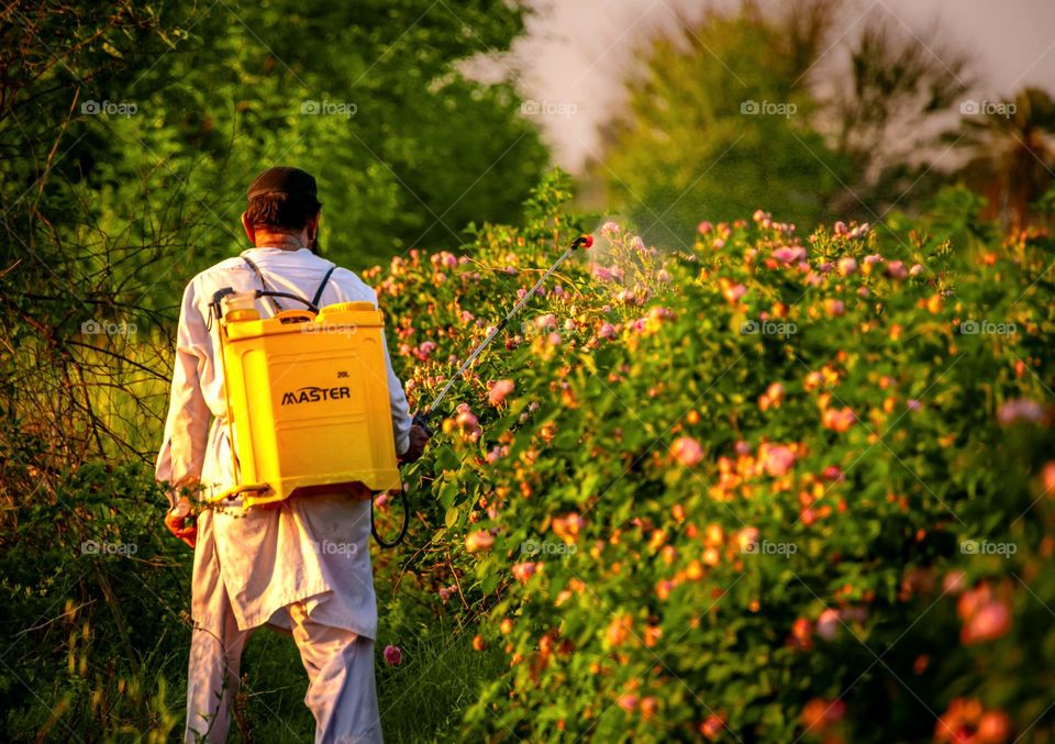 As all flowers bloom in spring, so do roses, and the owner of these roses is spraying them so that they look good and sell well.