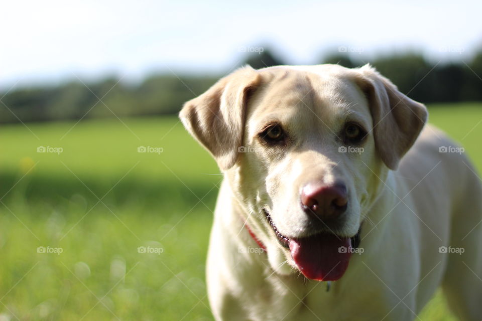 Close-up portrait of a white dog