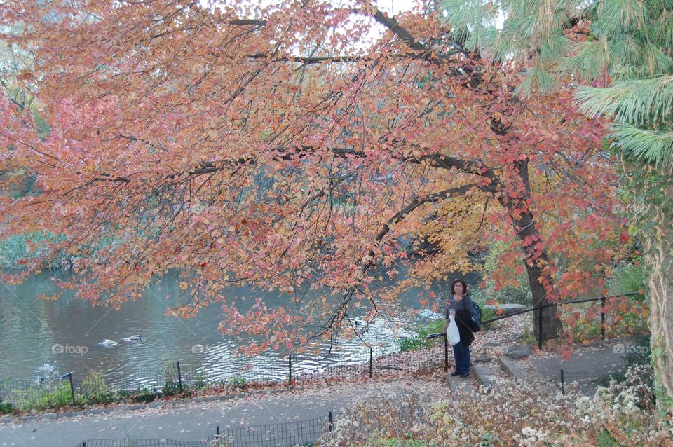 Central Park fall foliage 