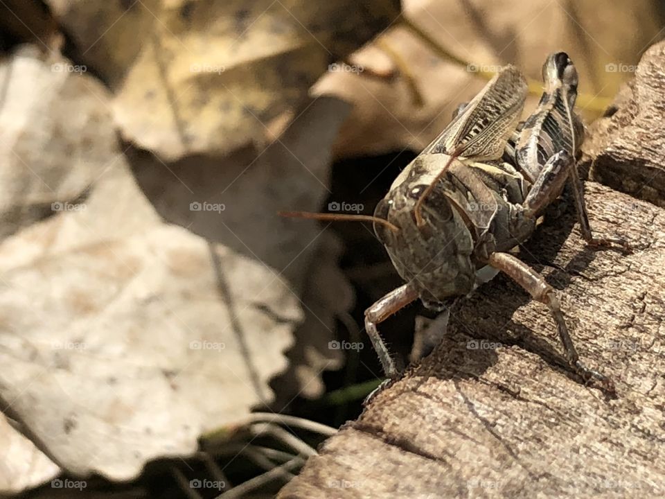 Grasshopper in the yard
