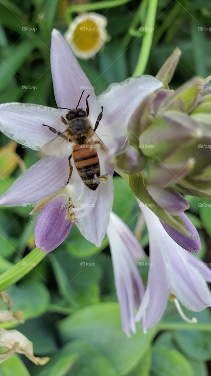 bee