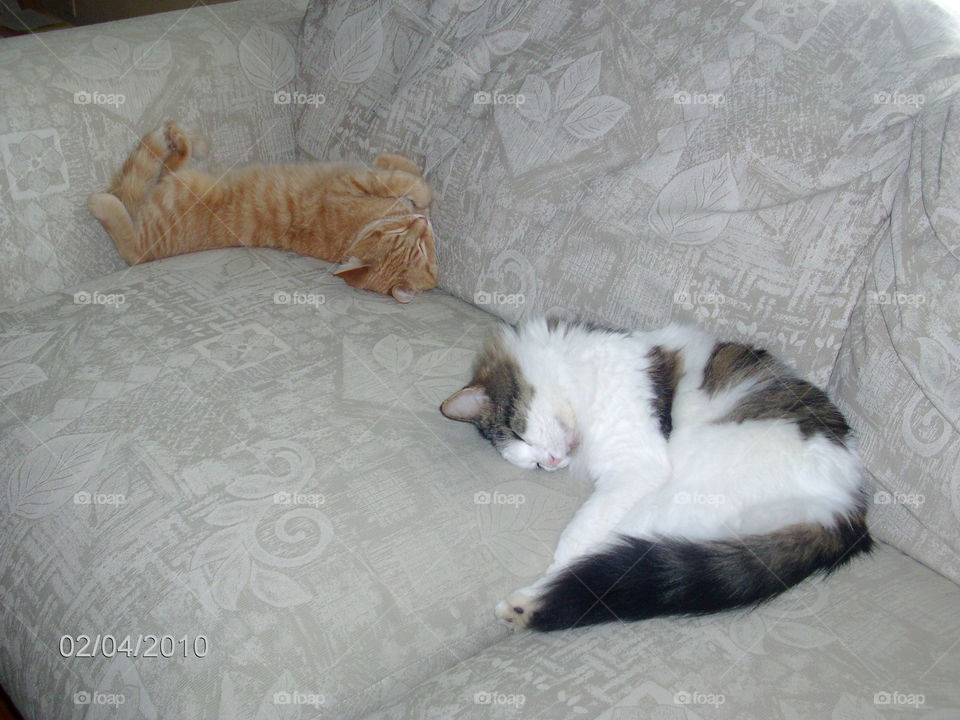 Cat, Sleep, Animal, Cute, Domestic