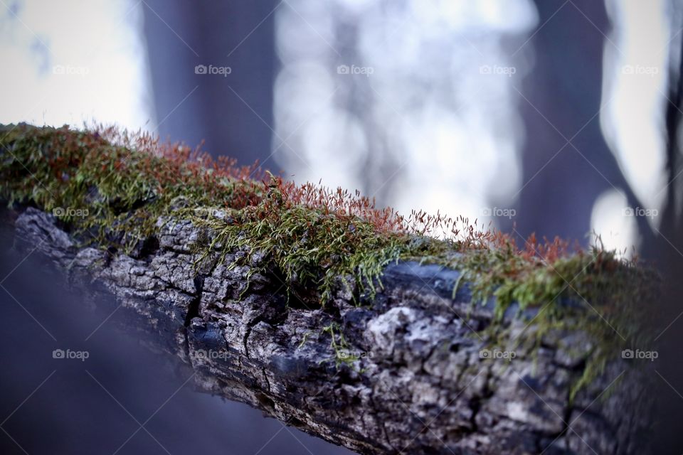 Moss covered stump in the forest