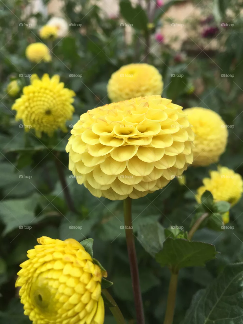 Dahlias 