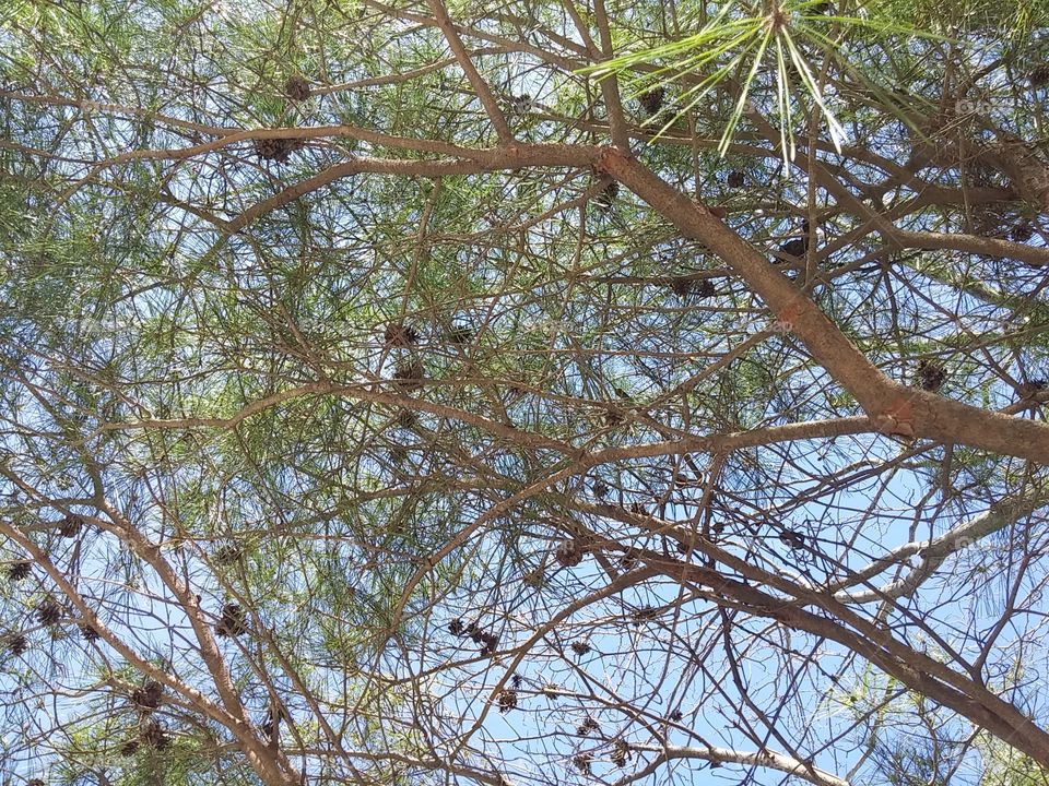 pine cones on a tree