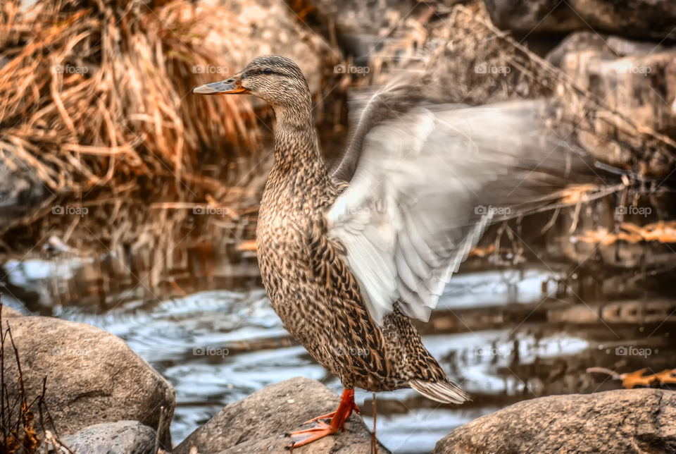 Close-up of duck with spread wings