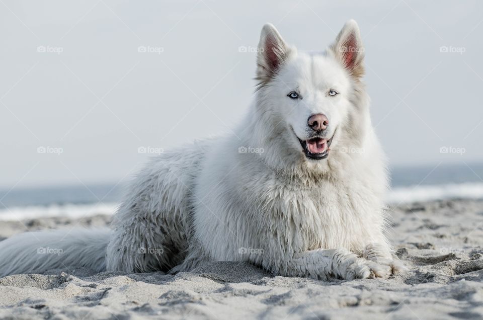 Husky