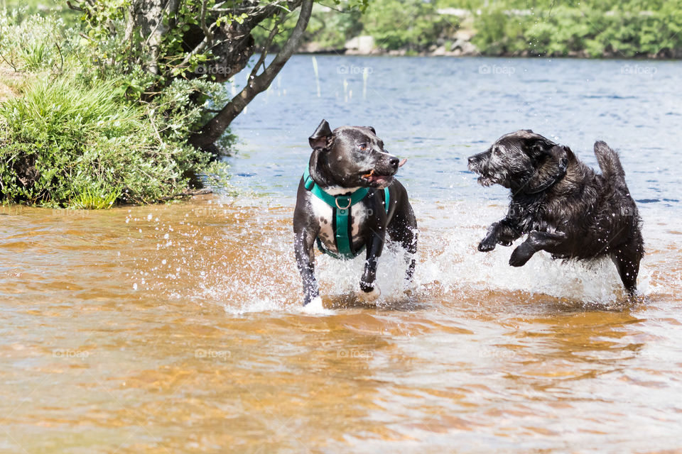 Happy dogs playing in the lake , best friends 