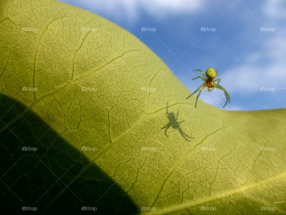 spider on a leaf with his shadow