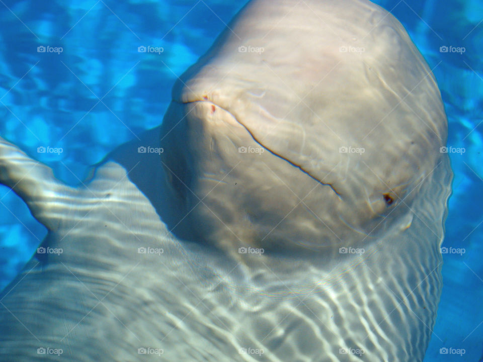 Beluga 