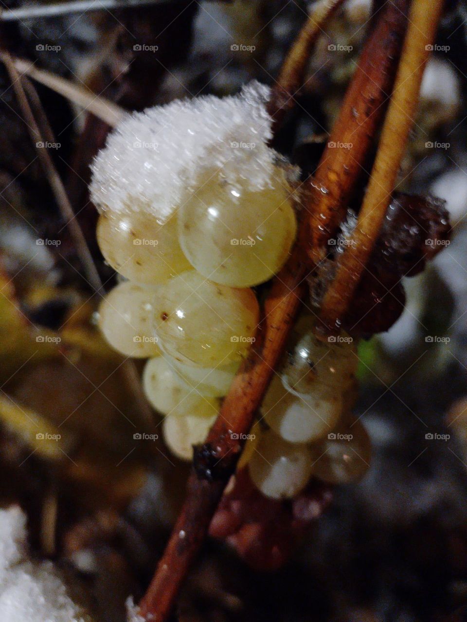 snow on a grape