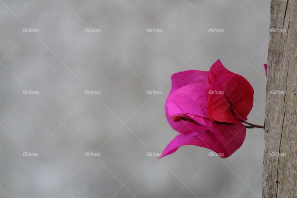 bougainvillea flower