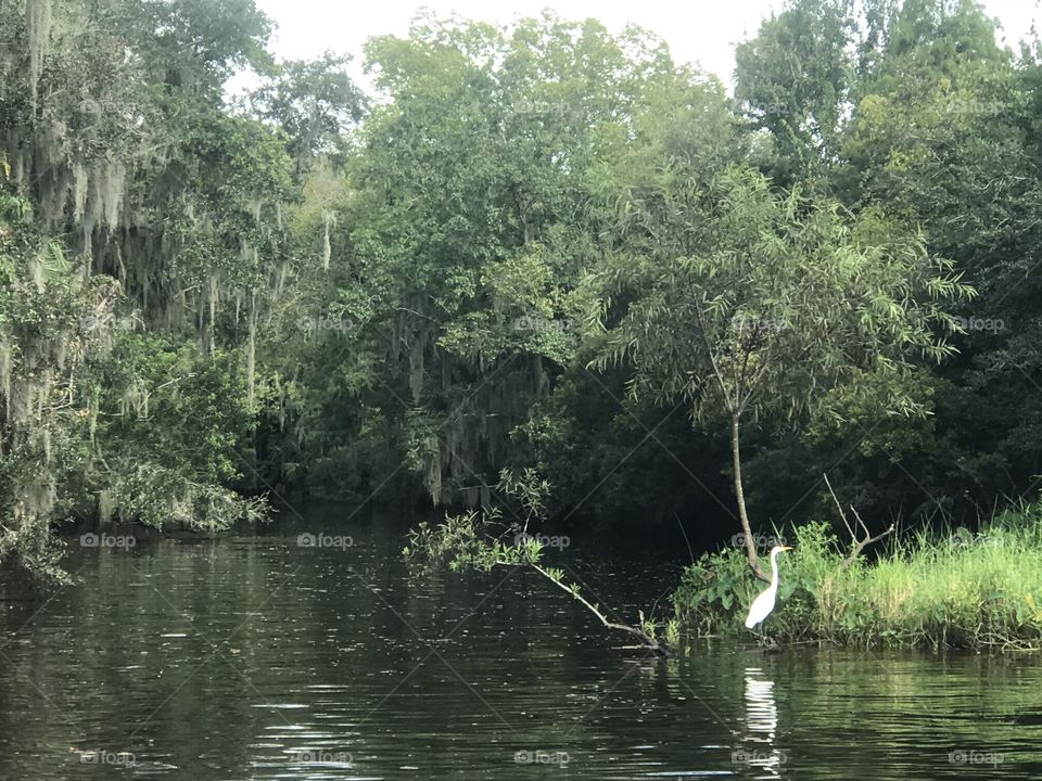 Alafia River