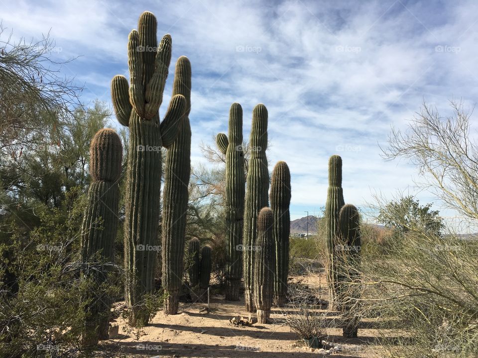 cactus