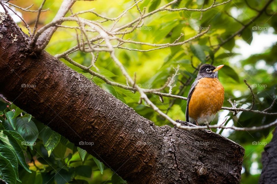 Cute, chubby robin, I spotted in the tree