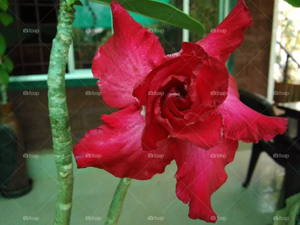 .flower..