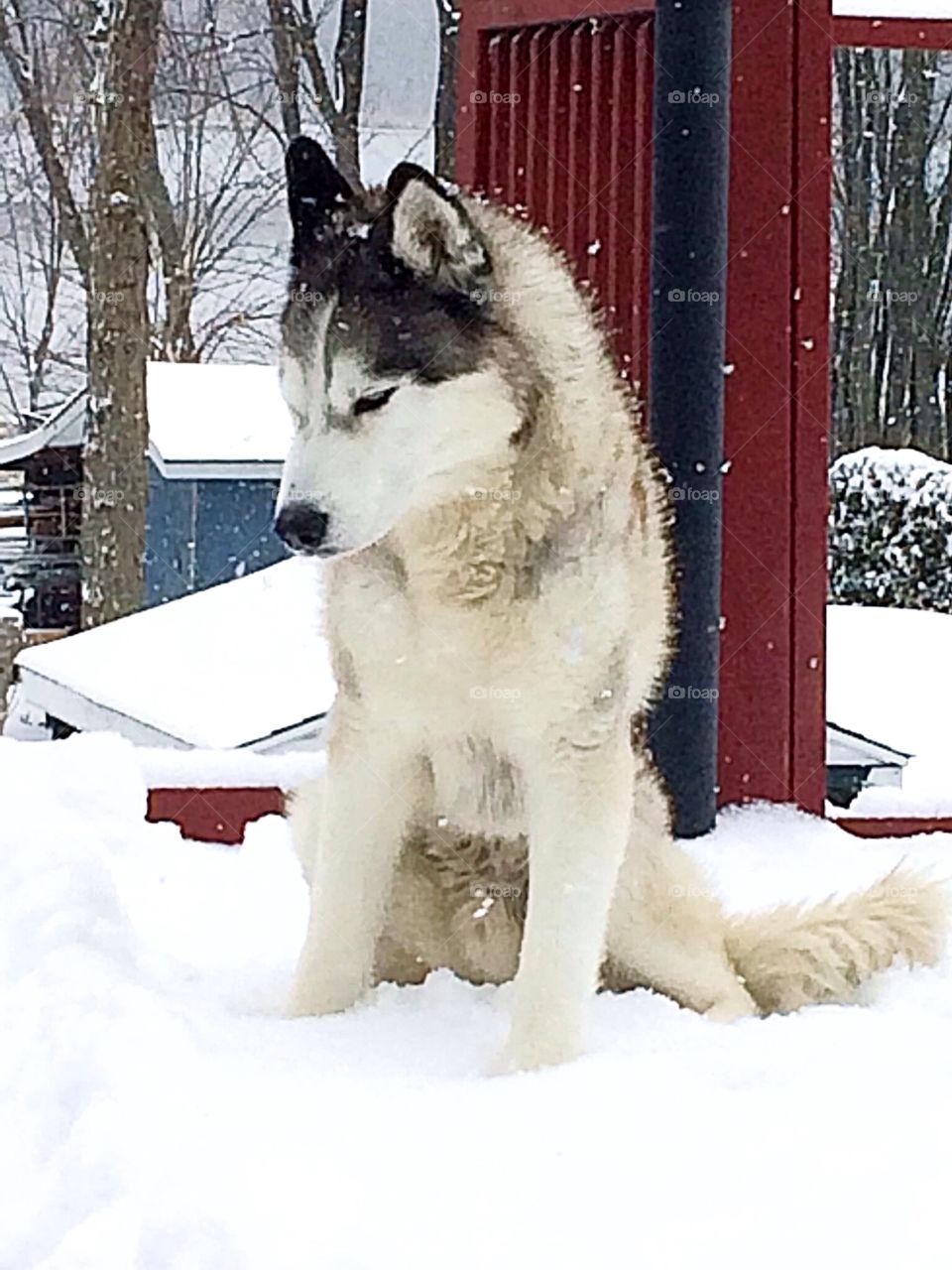 Siberian husky 