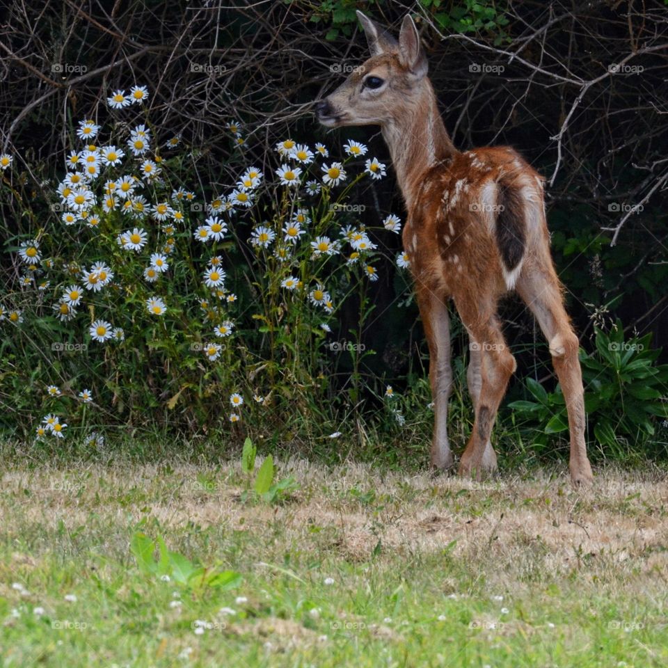 Beautiful fawn with daisies 