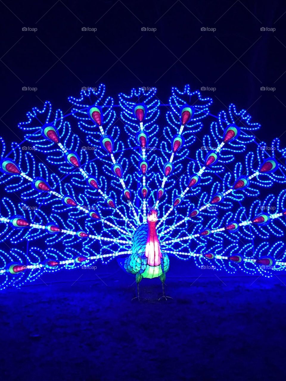 night light peacock
