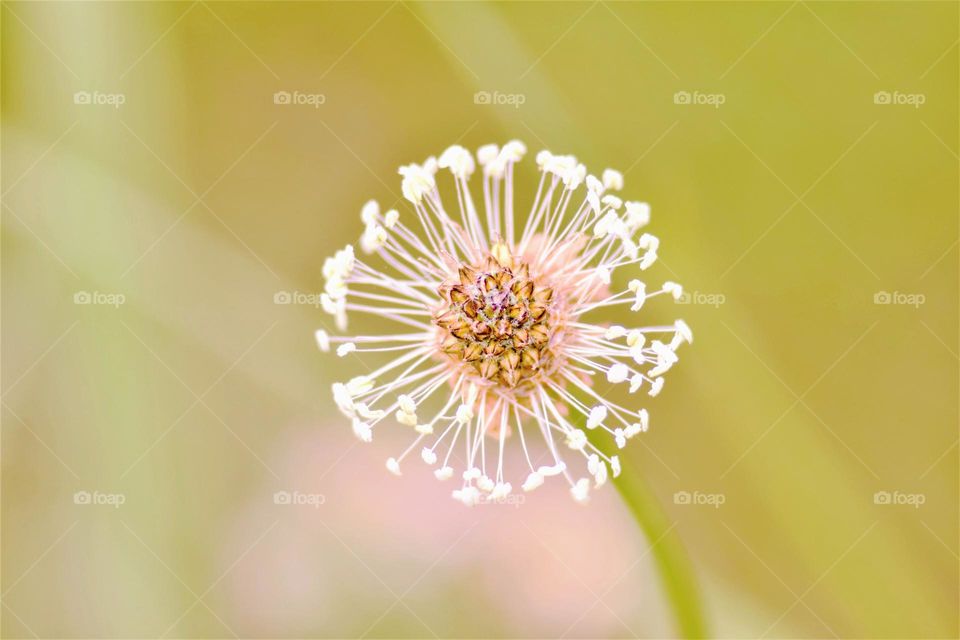 close  up macro picture from a round flower with small white seeds