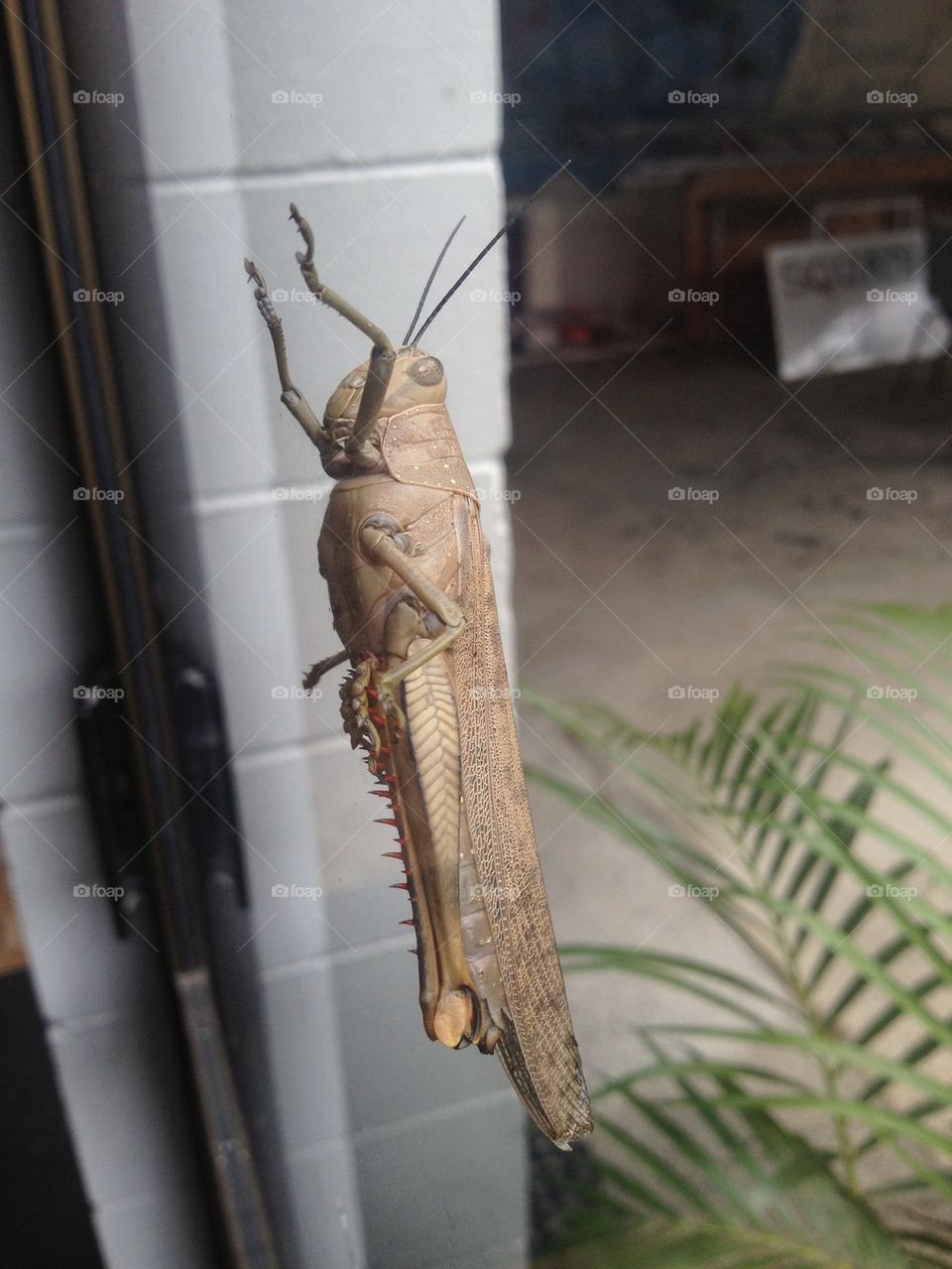 Giant locust close up