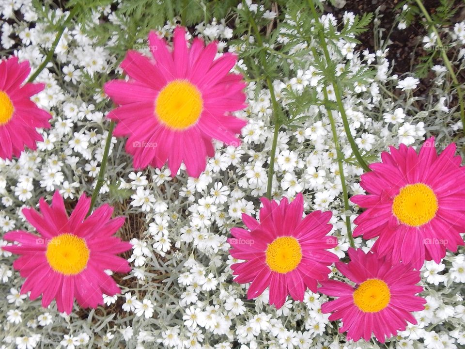 Pink flowers