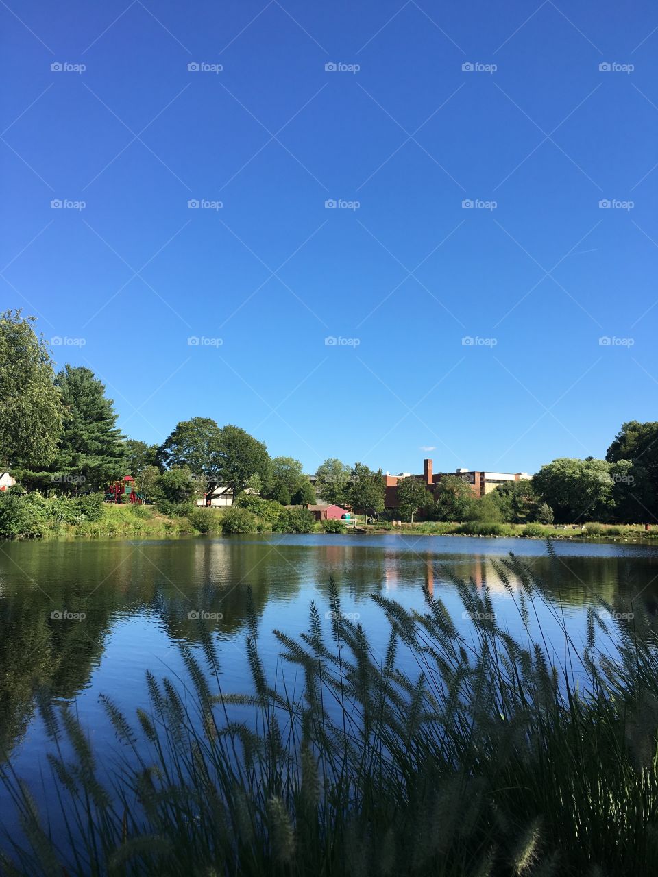 Reflections of Summer