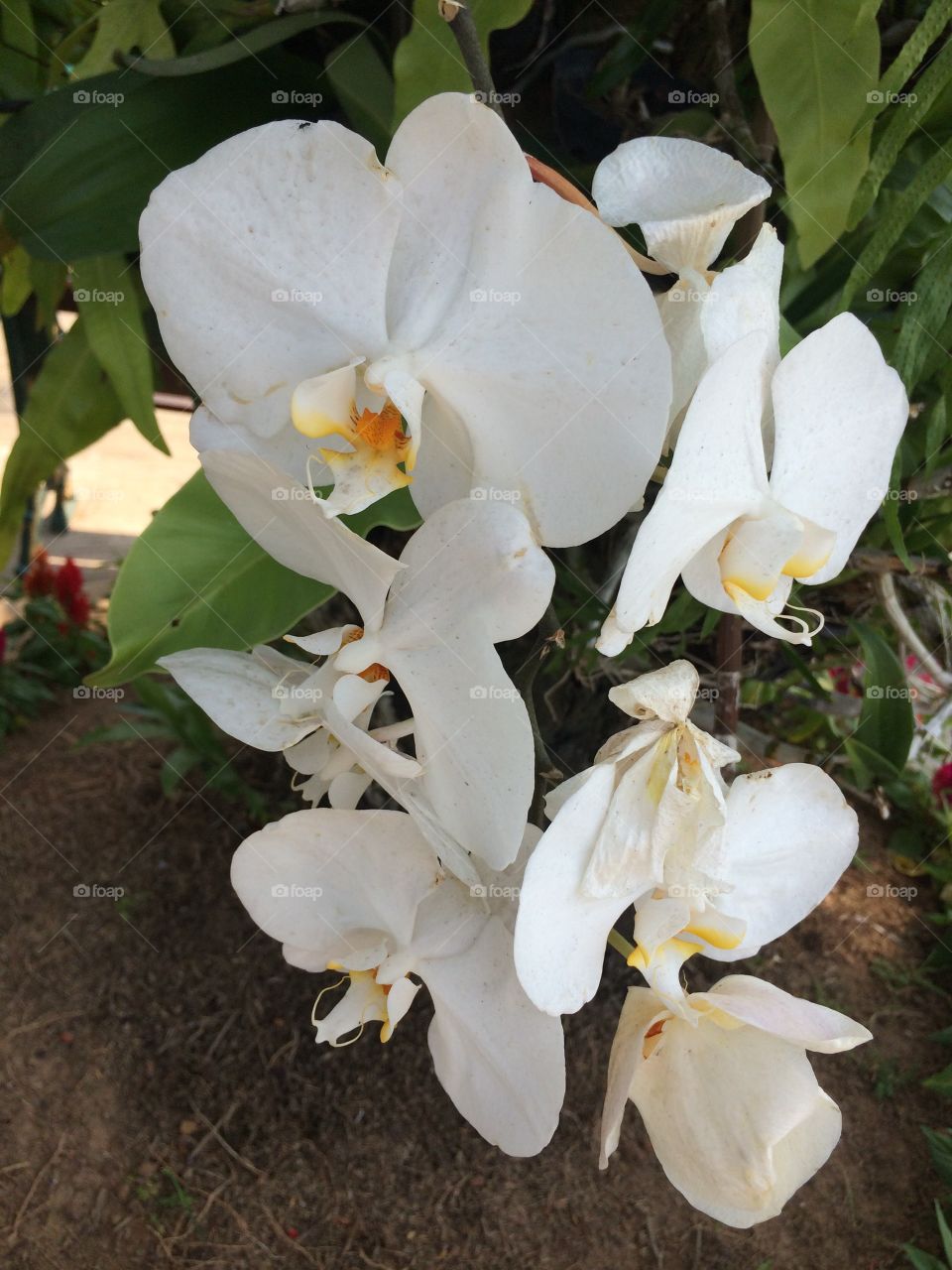 The white Orchid 