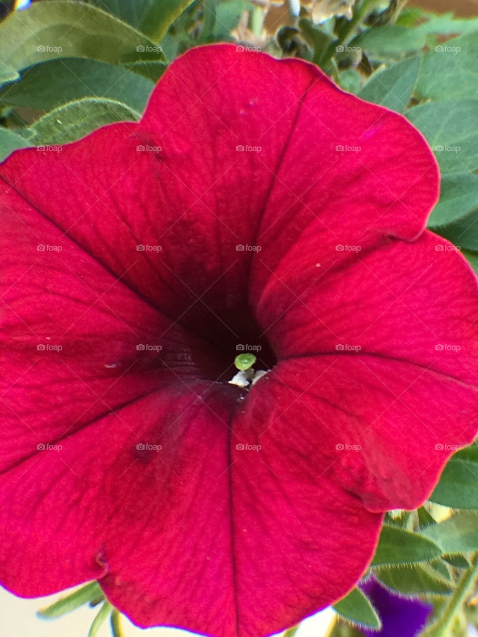 Petunia close up