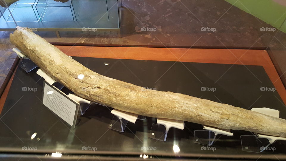colmillo de mamut, Museo Antropología, Comayagua, Honduras