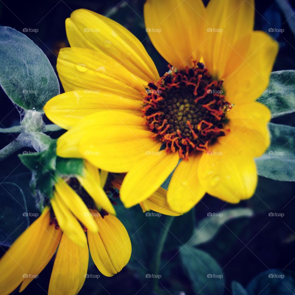 Sunflower! 