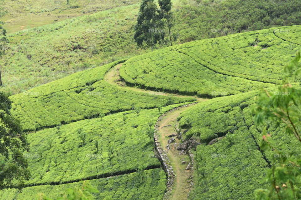 Beautiful tea astate # Go green