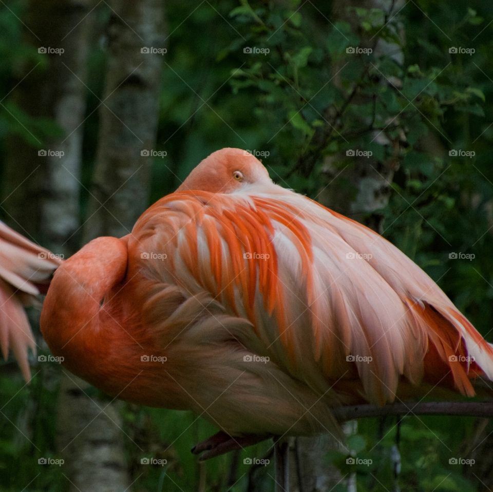 Flamingo