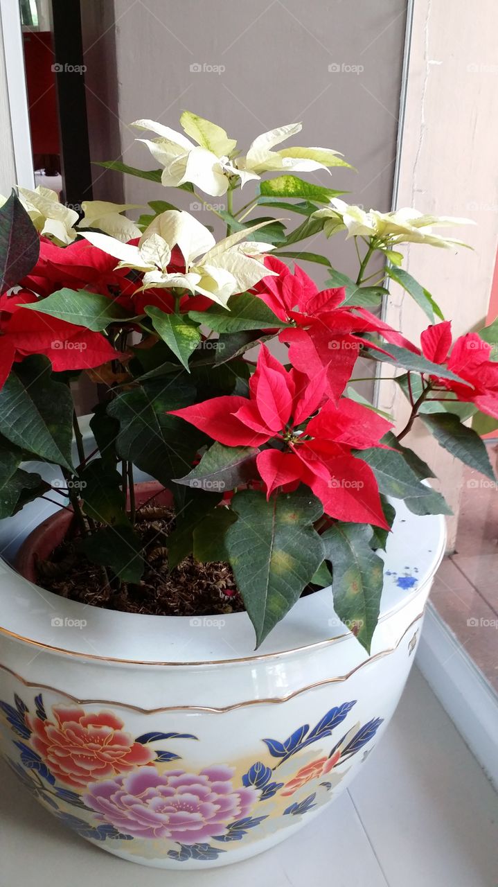 Winter flower in a chinese pot