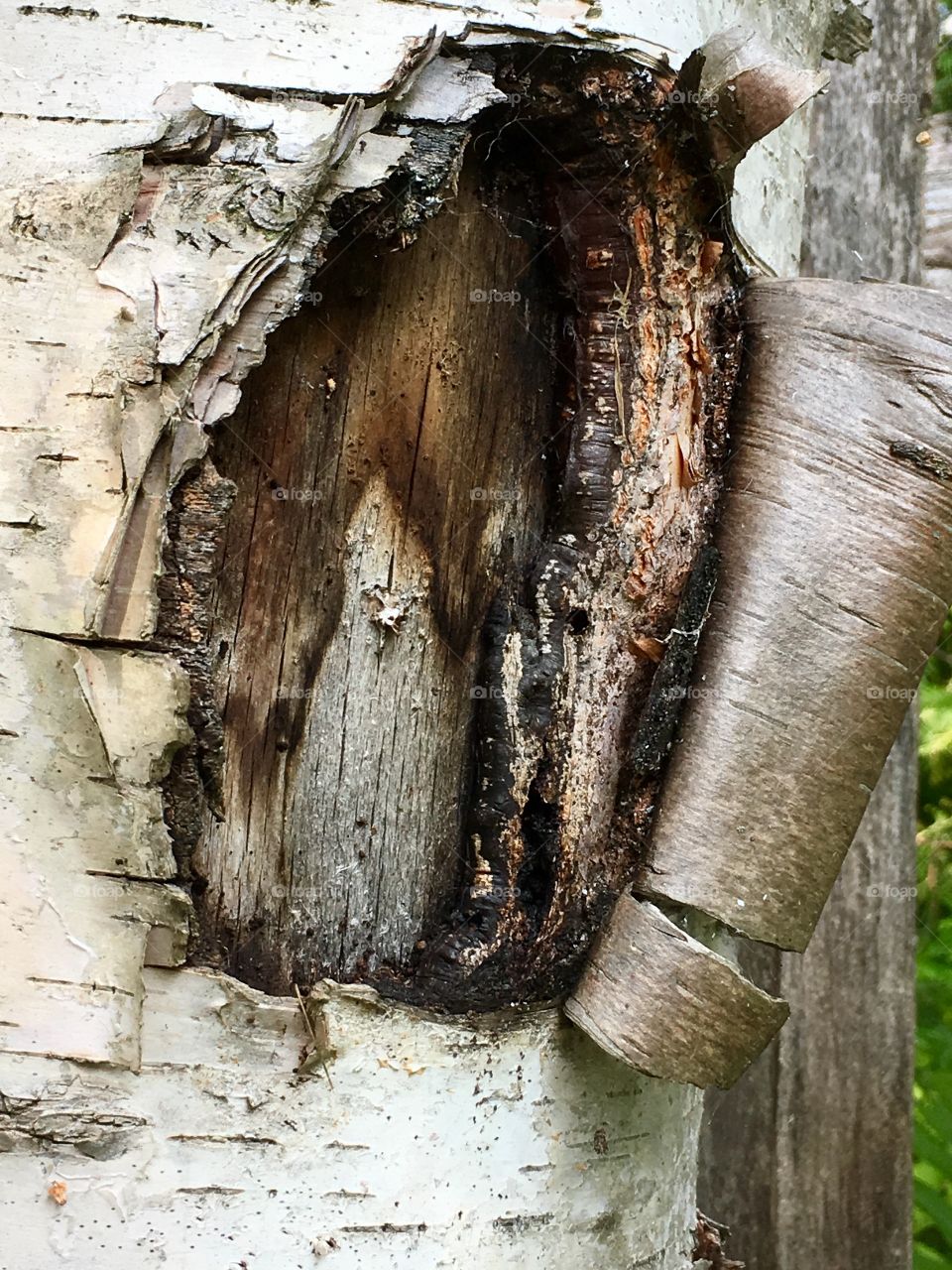 Peeling curling bark on silver birch tree closeup 