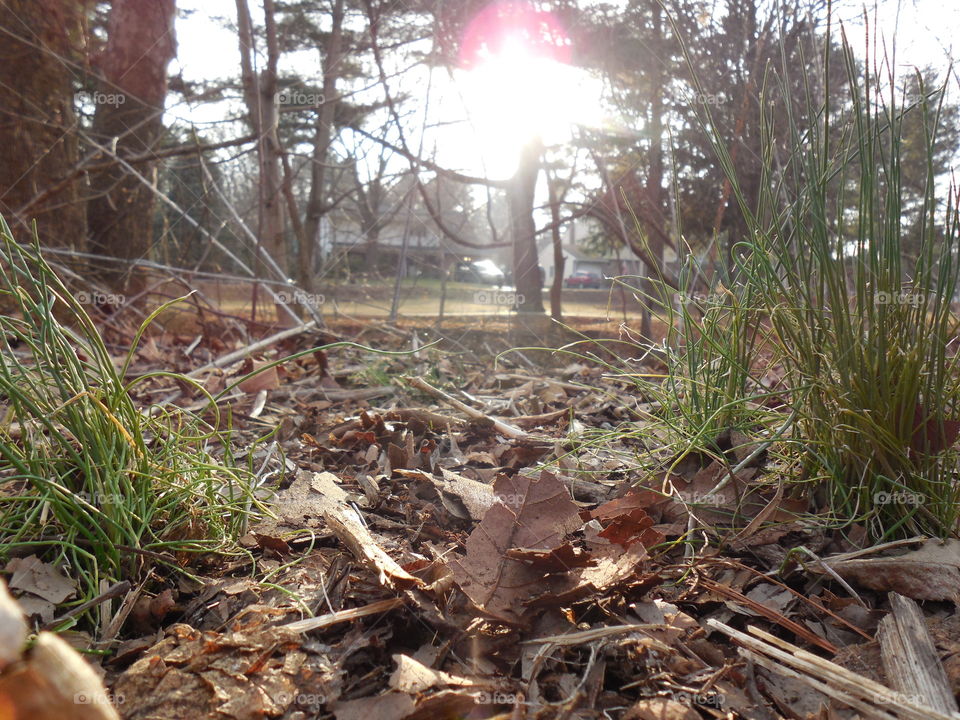 Sunset between grass spring trees