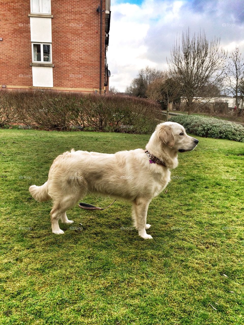 Zoe practising her stand for the dog show