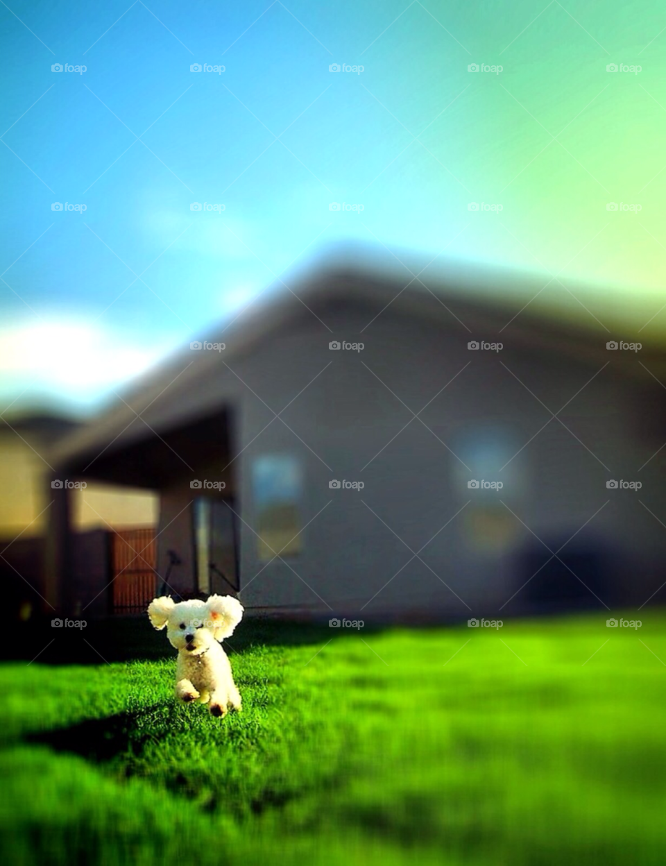 happy grass sunny dog by cagedheat