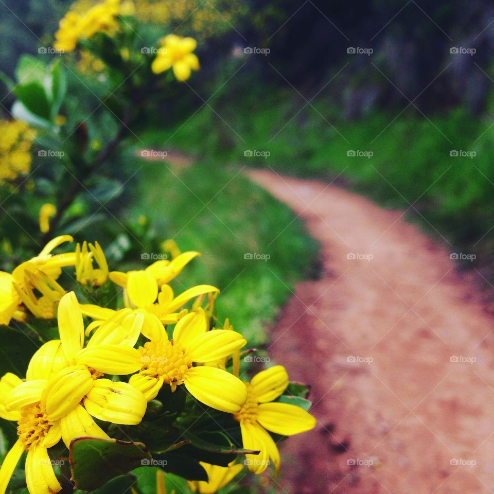 Beside the pathway at Morialta Falls in Adelaide, South Australia.