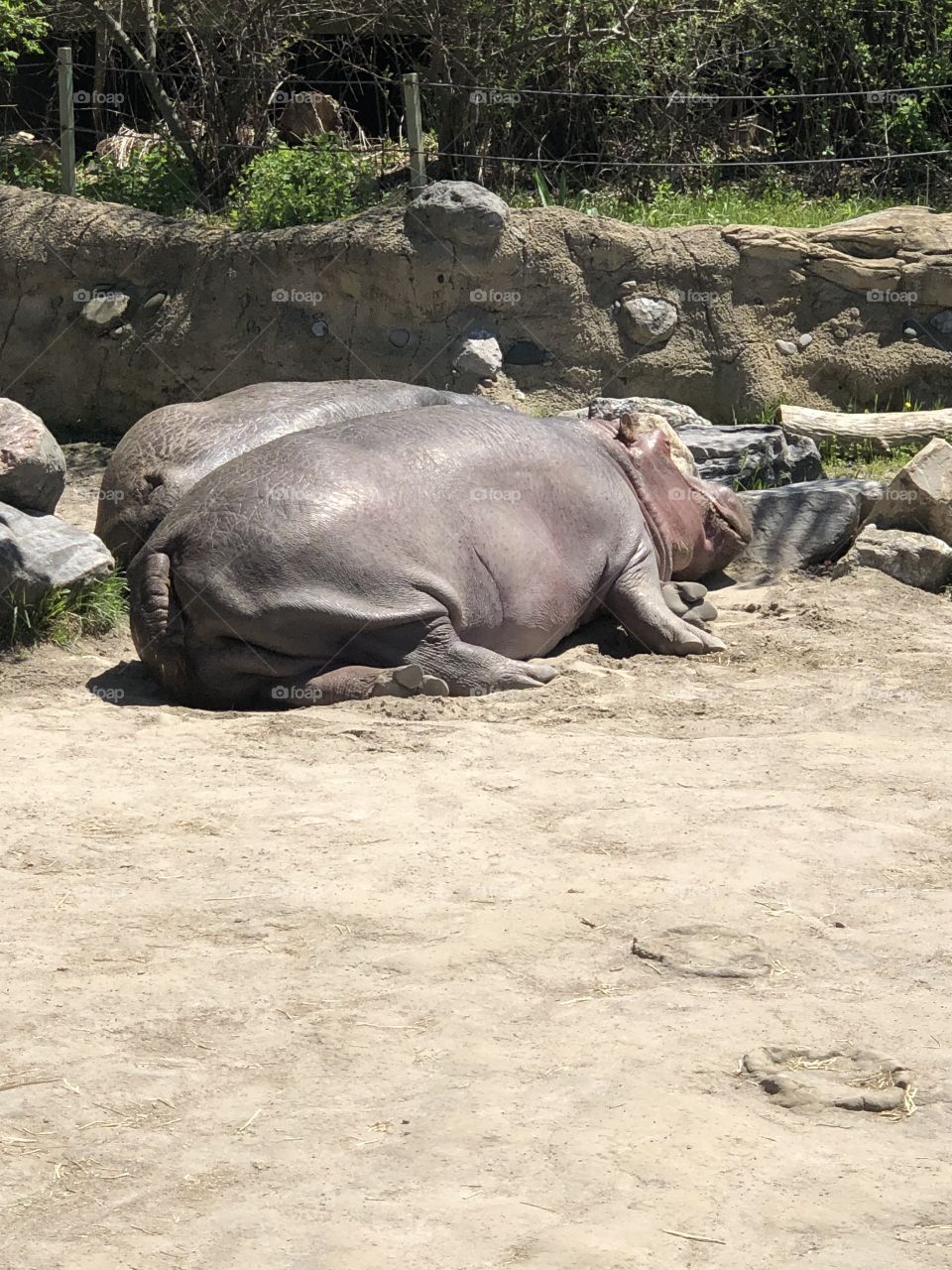 Time for a diet? This hippo is fine with her body image!