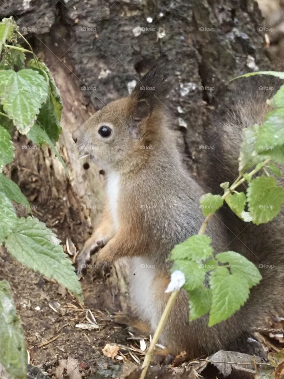 Squirrel