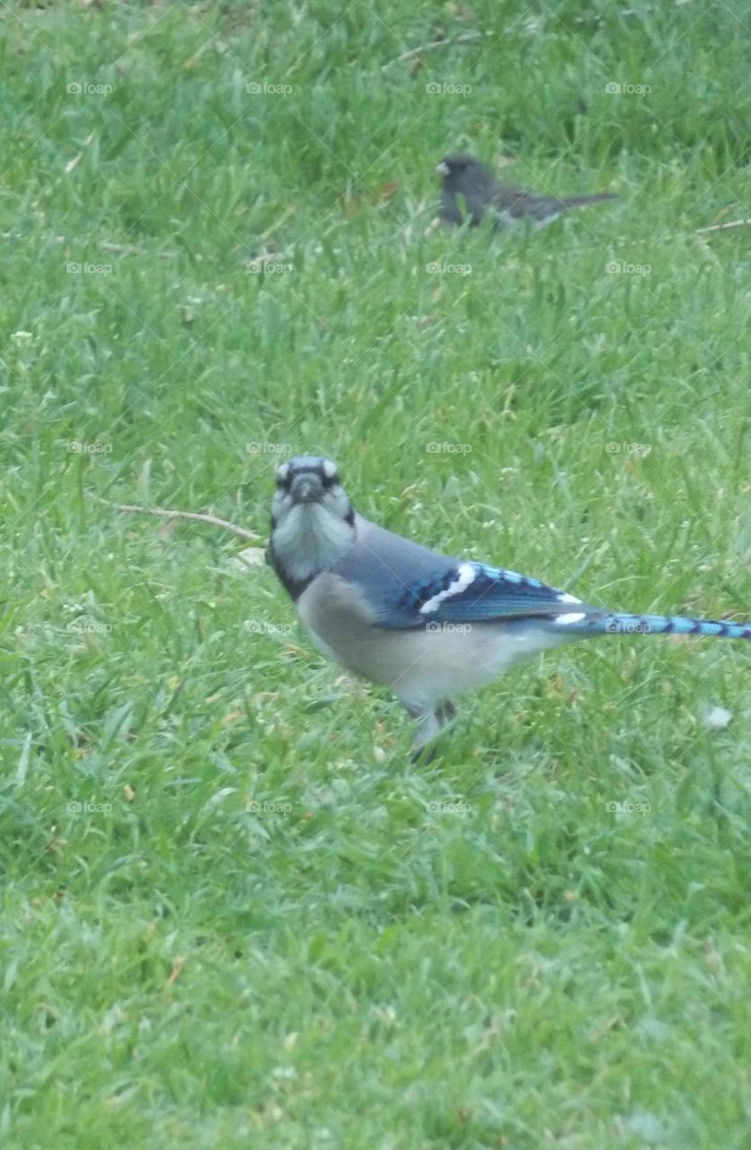 Blue Jay