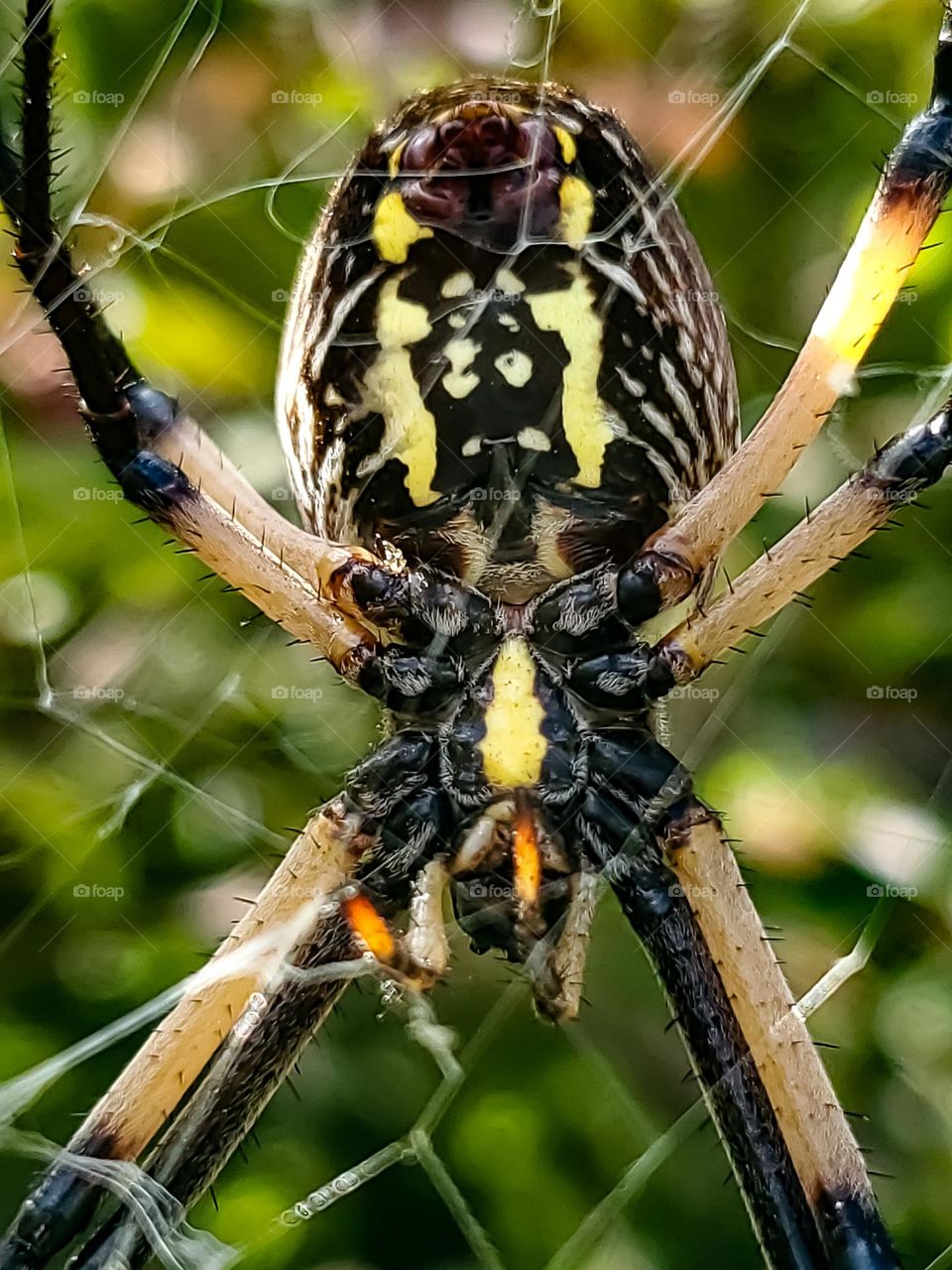 Underside of web and spider known as Argiope aurantia. (yellow garden spider, black and yellow garden spider, golden garden spider, writing spider, zigzag spider, zipper spider, black & yellow argiope, corn spider, Steeler spider, or McKinley spider)