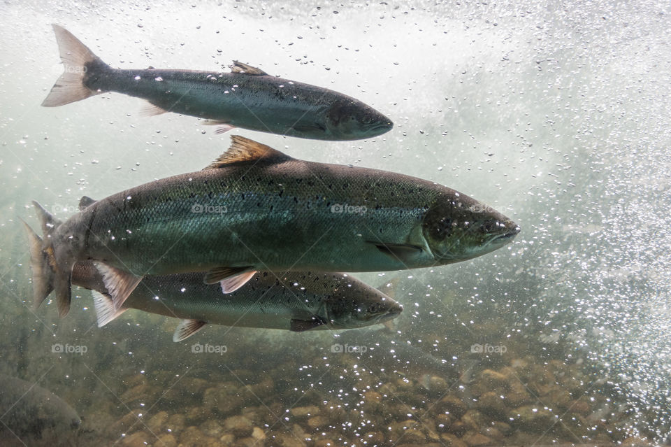 Salmon swimming upstream. Norway. Salmo Salar. Atlantic Salmon.