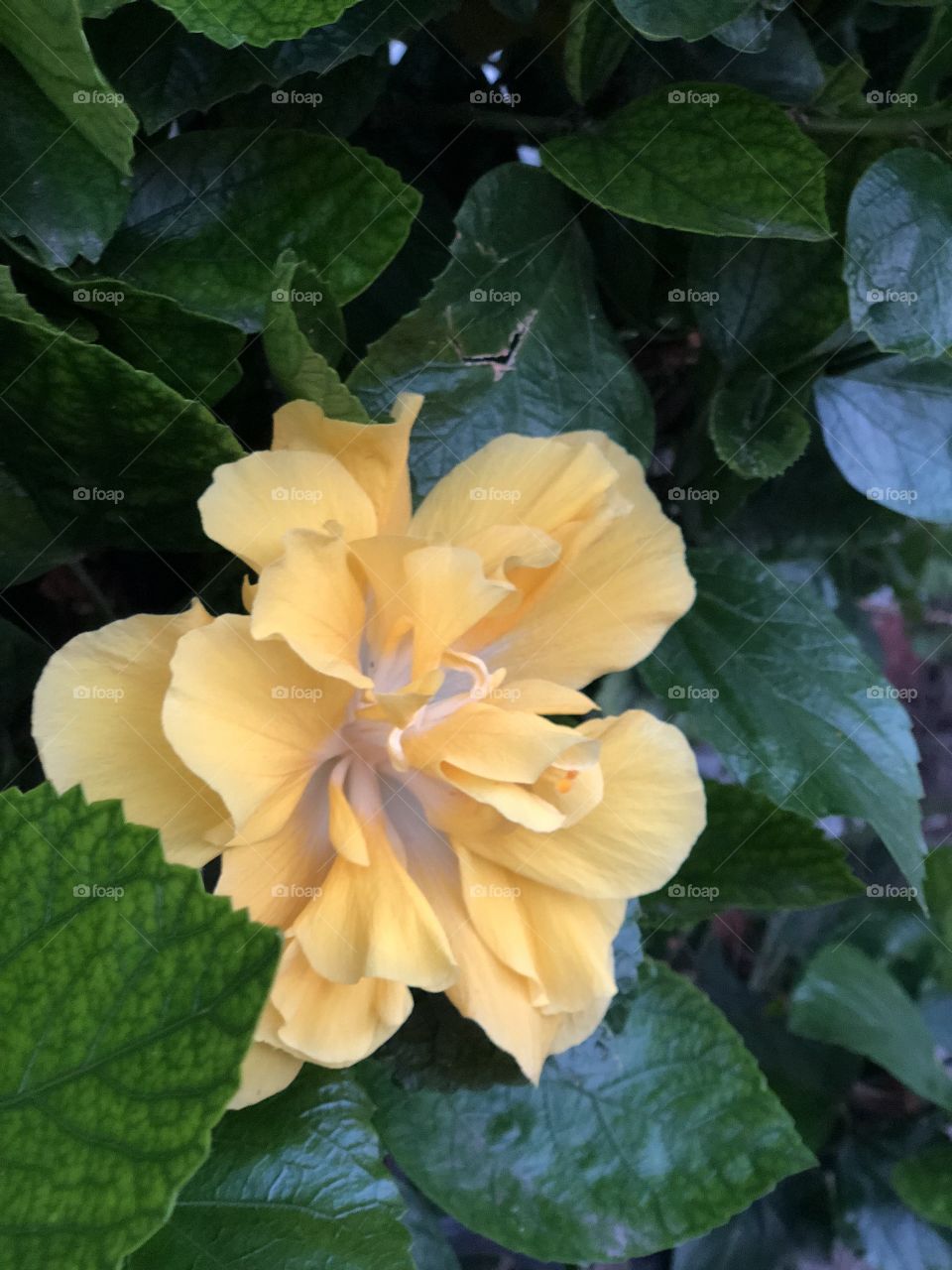 Flor natural amarilla